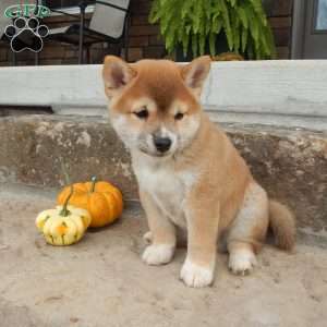 Danny, Shiba Inu Puppy